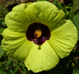 Lemon Yellow Rosemallow, Sun Hibiscus, Wildestokroos, Hibiscus calyphyllus
